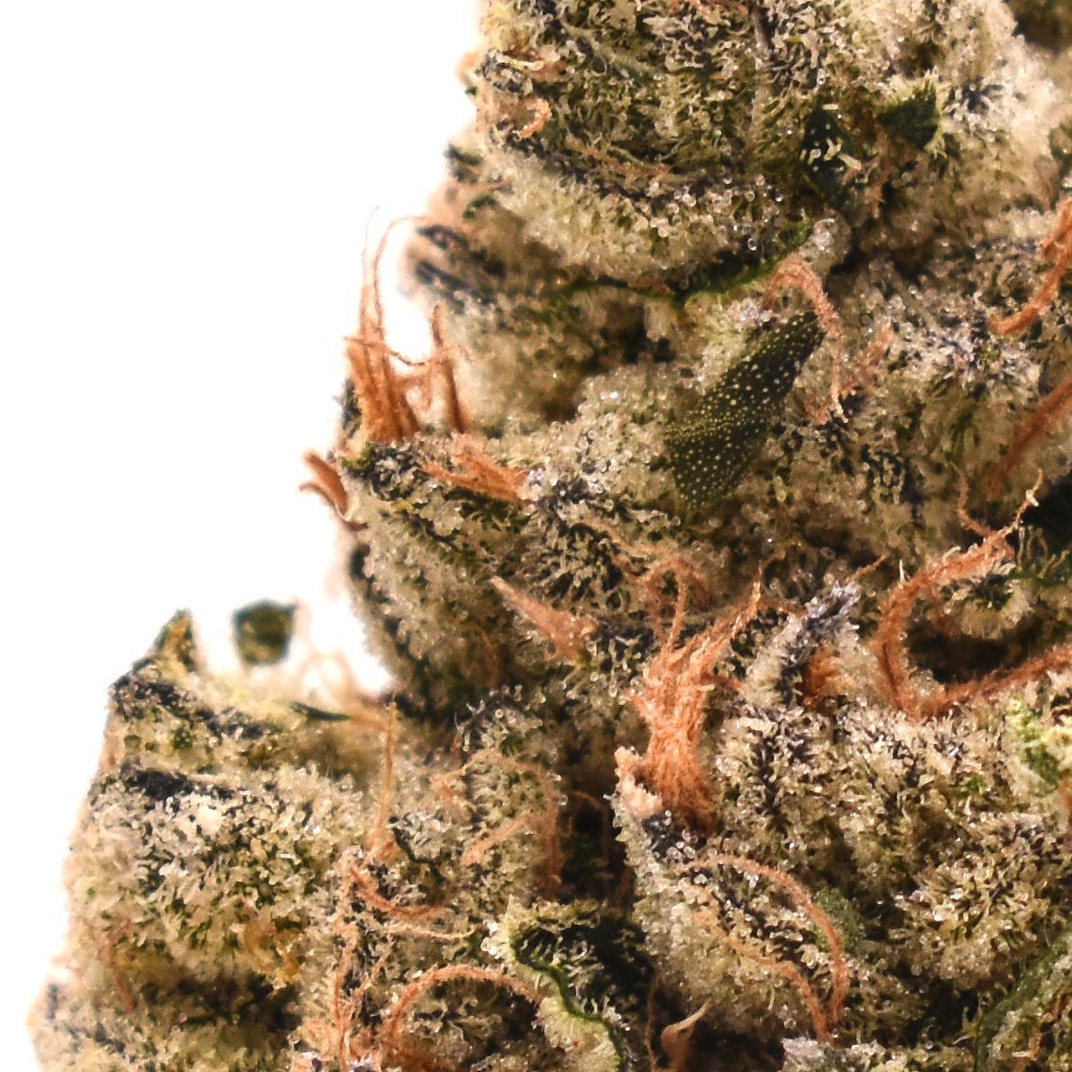 Headband THCa Flower