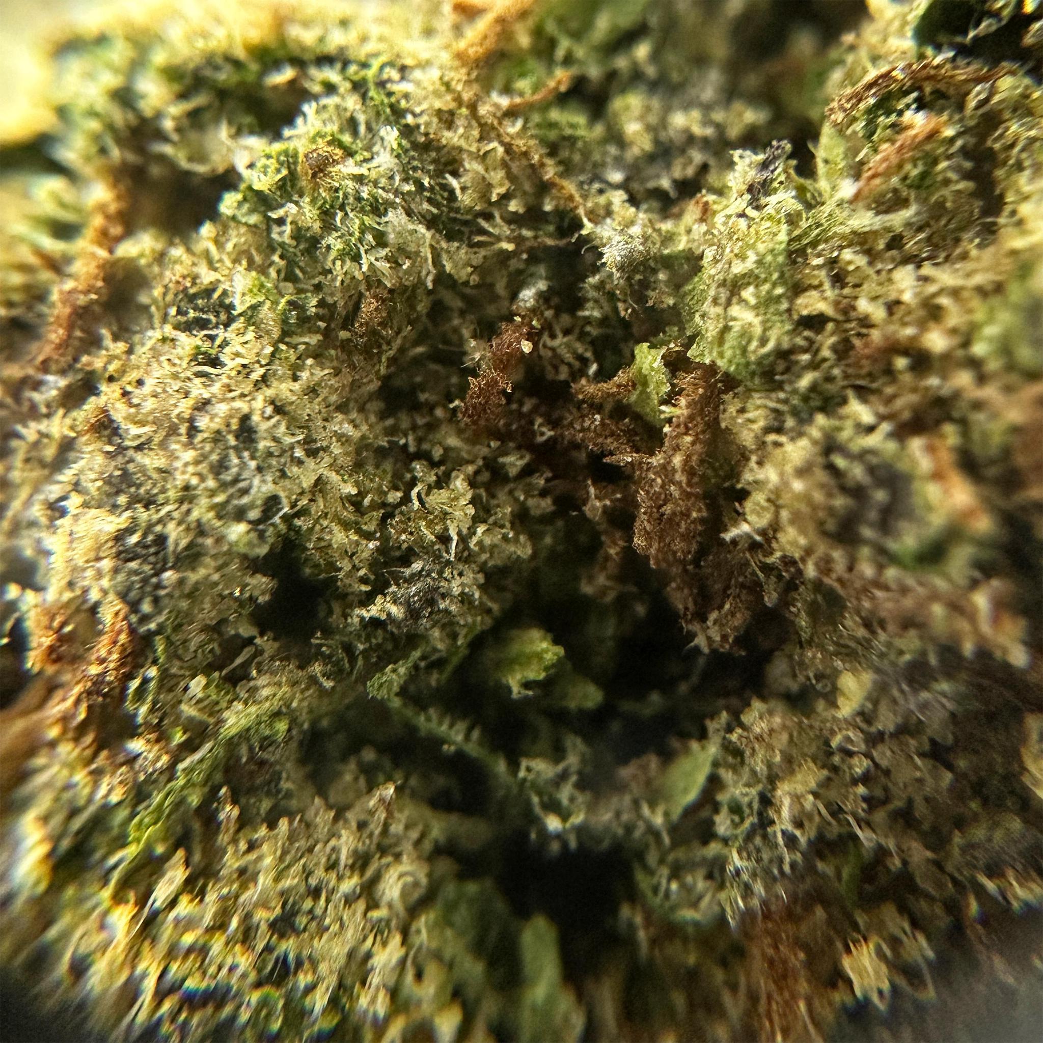 a close up of maui wowie thca flower bud