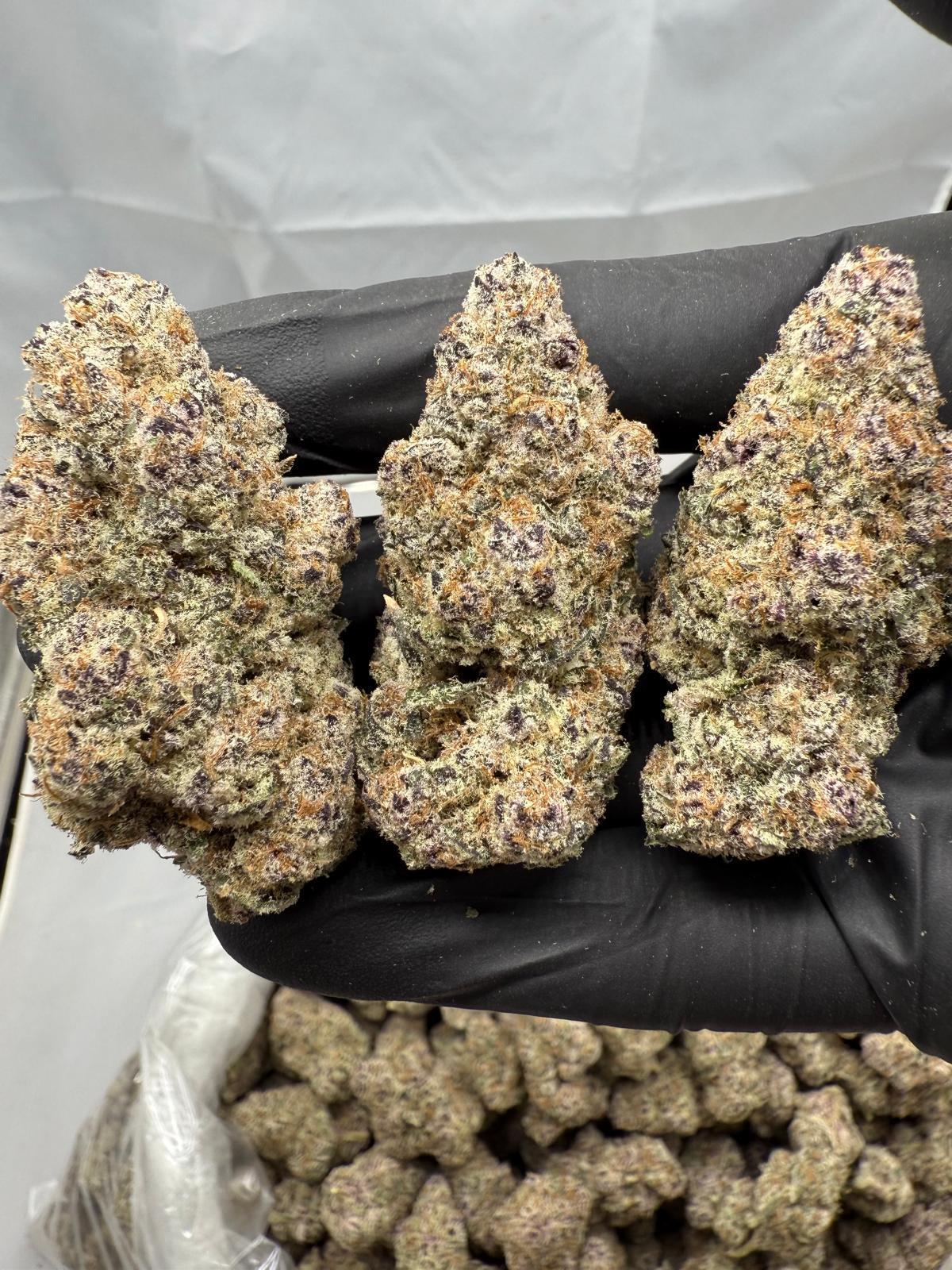 Hand holding three large dried cannabis buds with a black glove on a white background