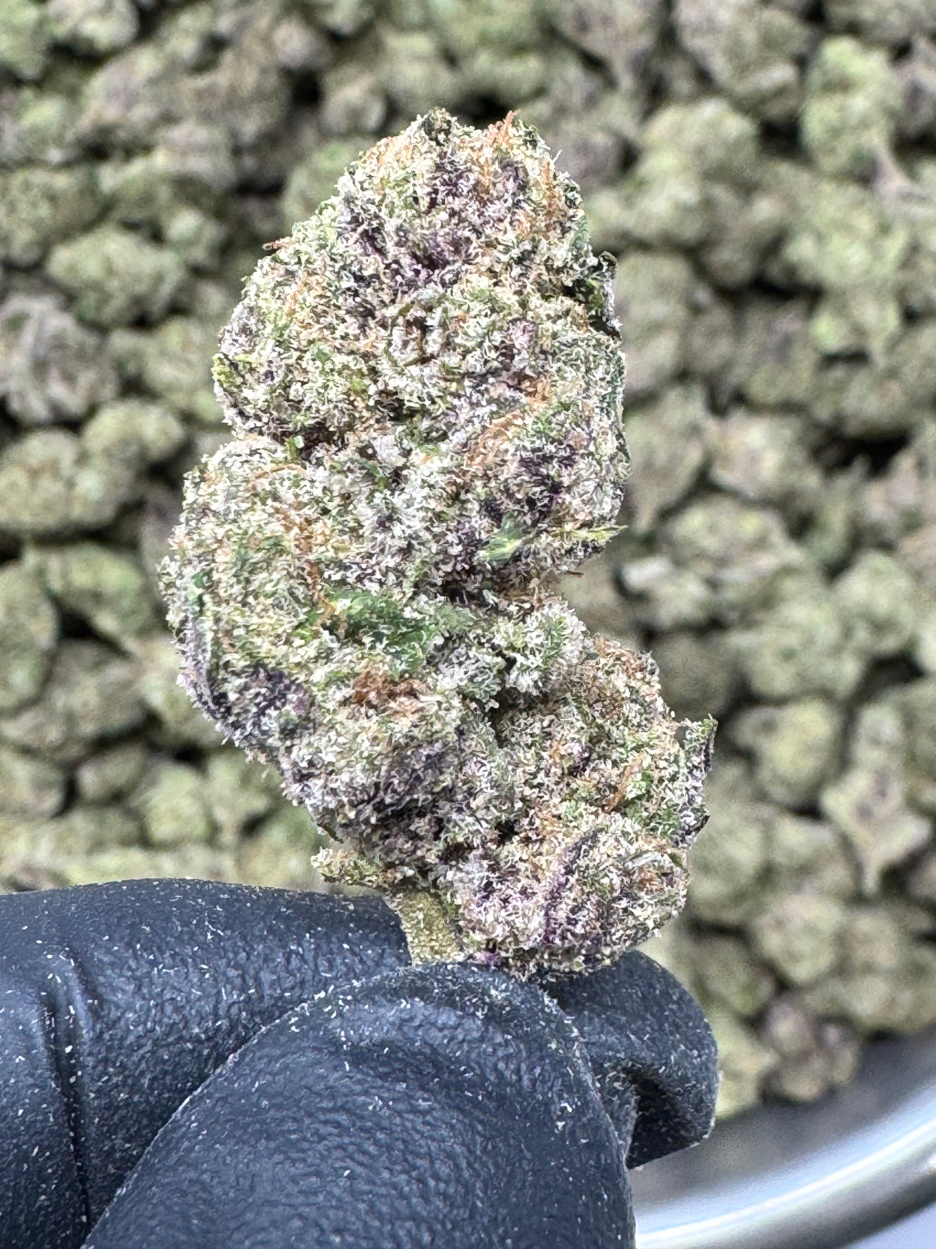 Purple Haze Exotic THCa Flower