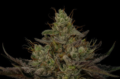 Seeds - Twenty20 Mendocino