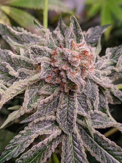 Seeds - Twenty20 Mendocino