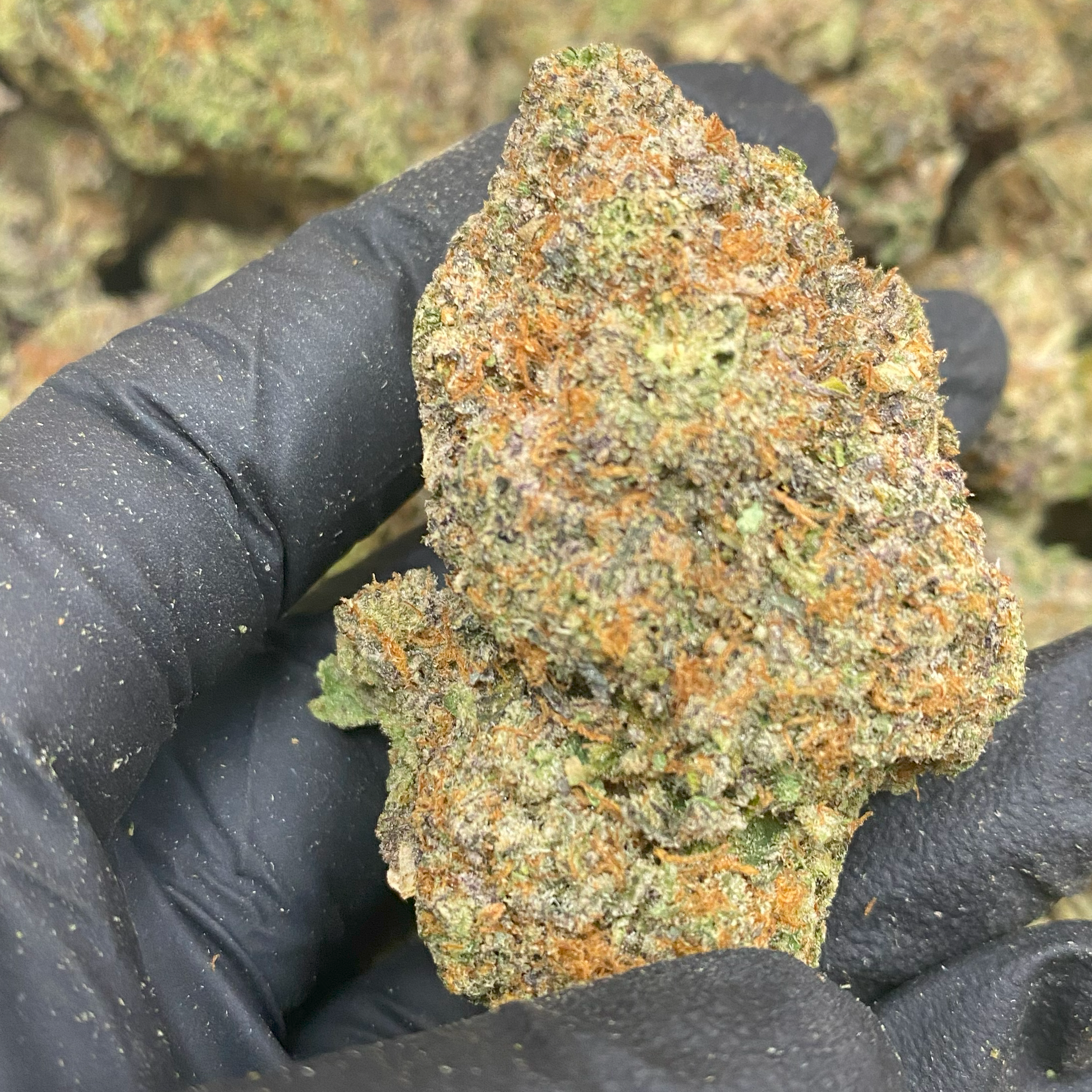 Gary Payton Exotic THCA Flower