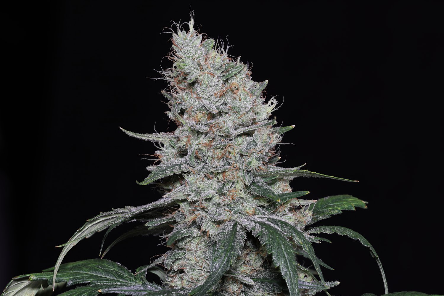 Seeds - Twenty20 Mendocino