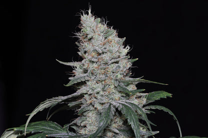 Seeds - Twenty20 Mendocino