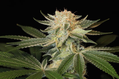 Seeds - Twenty20 Mendocino