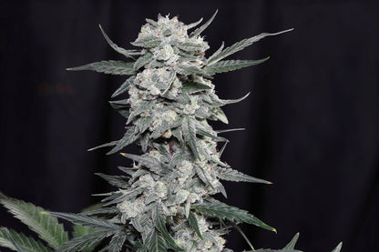 Seeds - Twenty20 Mendocino