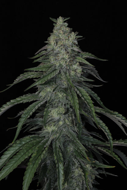 Seeds - Twenty20 Mendocino