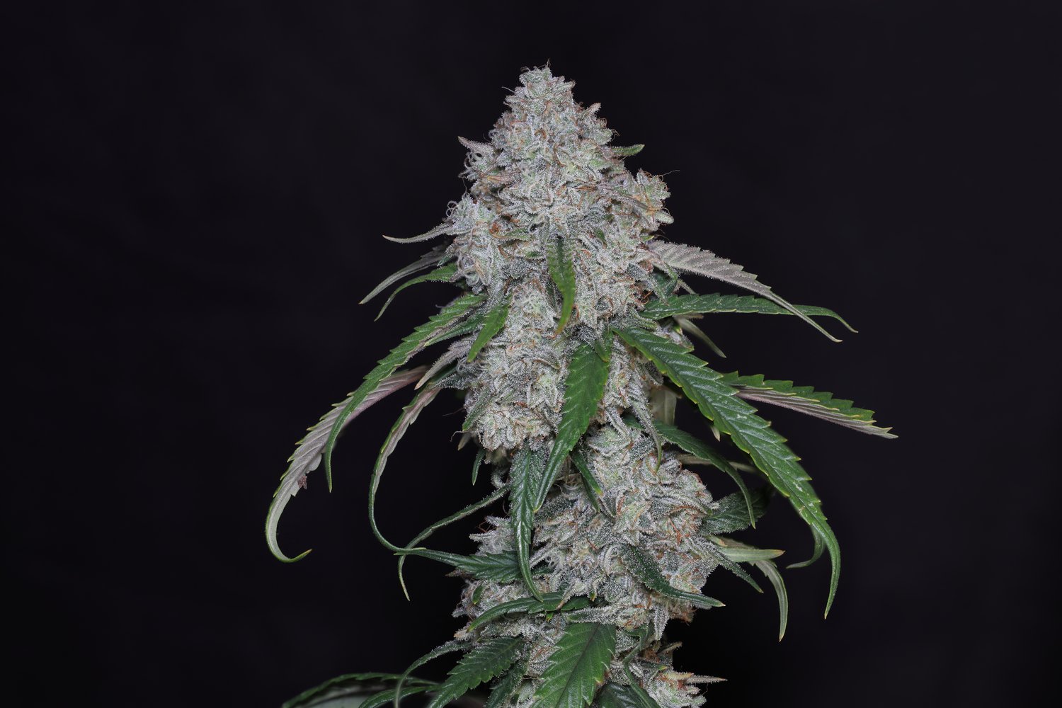 Seeds - Twenty20 Mendocino