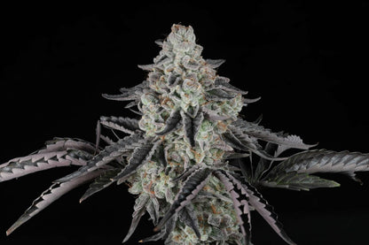 Seeds - Twenty20 Mendocino