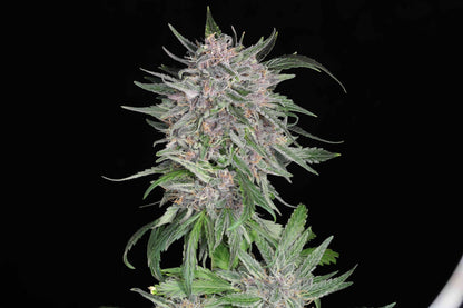 Seeds - Twenty20 Mendocino