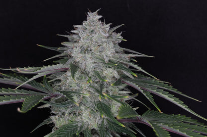 Seeds - Twenty20 Mendocino