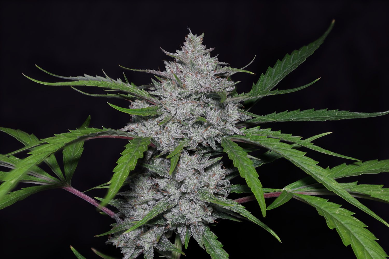 Seeds - Twenty20 Mendocino